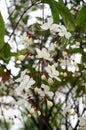 White Nodding Clerodendron flowers