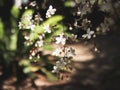 Nodding Clerodendron Flowers Suspending on The Tree in the garden Royalty Free Stock Photo