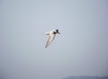 A white Northern Gannet flying in the air with wing down in Bhigwan village of Maharashtra, India Royalty Free Stock Photo