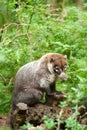 White-nosed Coati