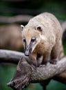 White-nosed Coati