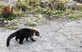 White-Nosed Coati Royalty Free Stock Photo