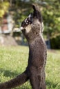 White-nosed coati Royalty Free Stock Photo