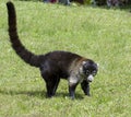 White-nosed coati Royalty Free Stock Photo
