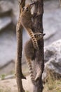 White-nosed coati Royalty Free Stock Photo