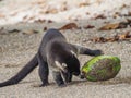 White-nosed coati drinking from a coconut Drake Bay Views around Costa Rica Royalty Free Stock Photo