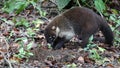 The White Nosed Coati (Nasua Narica) Royalty Free Stock Photo
