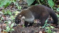 The White Nosed Coati (Nasua Narica) Royalty Free Stock Photo