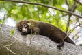 Sleeping white-nosed coati - Nasua narica - Costa Rica Royalty Free Stock Photo