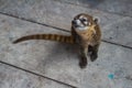 Wildlife: An orphaned and captured Coati is kept as a pet in a Village in Guatemala