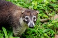 White-nosed coati (Nasua narica) Royalty Free Stock Photo