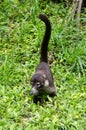 White-nosed coati (Nasua narica) Royalty Free Stock Photo