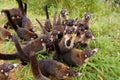 White-nosed Coati - Nasua narica, known as the coatimundi, family Procyonidae raccoons and relatives. Spanish names for the