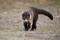 White-nosed Coati - Nasua narica, known as the coatimundi, family Procyonidae raccoons and relatives. Spanish names for the Royalty Free Stock Photo