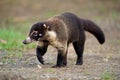 White-nosed Coati - Nasua narica, known as the coatimundi, family Procyonidae raccoons and relatives. Spanish names for the