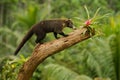 White-nosed Coati - Nasua narica, known as the coatimundi, member of the family Procyonidae raccoons and their relatives