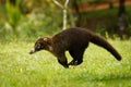 White-nosed Coati - Nasua narica, known as the coatimundi, member of the family Procyonidae raccoons and their relatives. Local