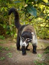 White-nosed Coati - Nasua narica, known as the coatimundi, member of the family Procyonidae raccoons and their relatives. Local