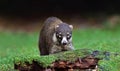 A White-nosed coatimundi in Costa Rica