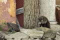 White Nosed Coatimundi (Nasua Narica) on the island of Cozumel, Mexico