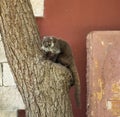 White Nosed Coatimundi (Nasua Narica) on a tree on the island of Cozumel, Mexico