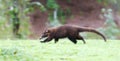 A White-nosed coatimundi running in Costa Rica