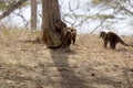 White-nosed Coatis 840838