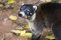 White-nosedCoati Mundi, facing