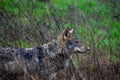 The White Nouse Wolf in the nature