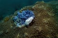 White nudibranch on blue sea sponge and yellow hard pattern coral reef with deep blue sea underwater background landscape Royalty Free Stock Photo