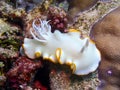 White Nudibranch Underwater on Coral Reef