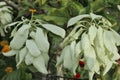 The White Nusa Indah Flower