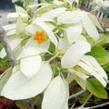 white nusa indah flowers which are very gentle and romantic