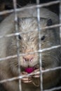 White nutria in a cage eats a radish Royalty Free Stock Photo