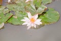 white Nymphaea