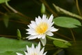 White Nymphaea flower