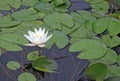 White nymphaea flowers