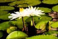 White Nymphaea Lotus Royalty Free Stock Photo