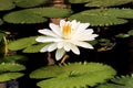 White Nymphaea Lotus Royalty Free Stock Photo