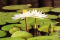 White Nymphaea Lotus Royalty Free Stock Photo