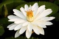 White Nymphaea Lotus Royalty Free Stock Photo