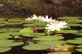 White Nymphaea Lotus Royalty Free Stock Photo