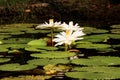 White Nymphaea Lotus Royalty Free Stock Photo