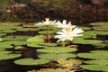 White Nymphaea Lotus Royalty Free Stock Photo