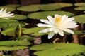 White Nymphaea Lotus Royalty Free Stock Photo