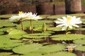 White Nymphaea Lotus Royalty Free Stock Photo
