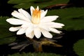White Nymphaea Lotus Royalty Free Stock Photo