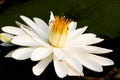 White Nymphaea Lotus Royalty Free Stock Photo