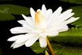 White Nymphaea Lotus Royalty Free Stock Photo