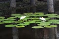 White Nymphaea Lotus Royalty Free Stock Photo